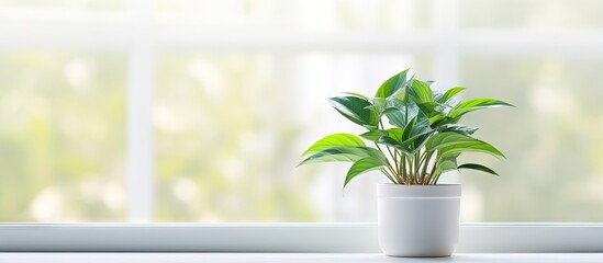 A green indoor plant grows on a plastic windowsill