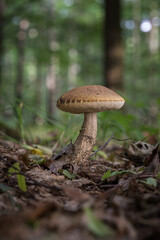 Canvas Print - Cossack birch mushroom outside in the forest.