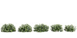 Gardenia-jasminoides flowers isolated on white, 3D render