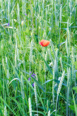 Poster - Poppy flower among field plants. Red wild poppy.
