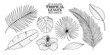 Leinwandbild Motiv Set of isolated tropical leaves in 8 styles and a hibiscus. Illustration of botanical in black outline and white plane on transparent background.