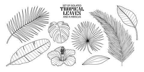 Set of isolated tropical leaves in 8 styles and a hibiscus. Illustration of botanical in black outline and white plane on transparent background.