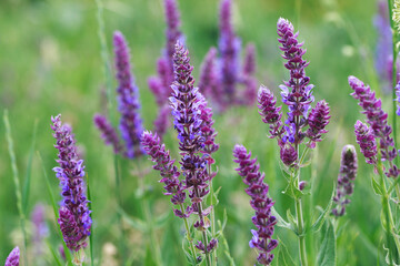 Sage blooming in the garden. Wild glade in nature. Summer landscape. medicinal flowers