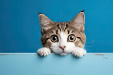 Kitten Head With Paws Up Peeking Over Blue Wooden Background. Little Tabby Cat Curiously Peeking Out From Behind Blue Background. Pets Adoption, Shelter, Rescue, Help For Pets. Front View, Copy Space