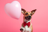Fototapeta Zwierzęta - Cute dog holding a heart shaped balloon isolated on pink background