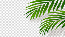 Green Palm Leaves With Shadow Silhouette On Transparent Background, Tropical Coconut Leaf Overlay On Wall,Vector Element Object Decoration For Spring,Summer Banner Or Card
