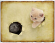 The kitten looks out of the hole. Retro background old paper