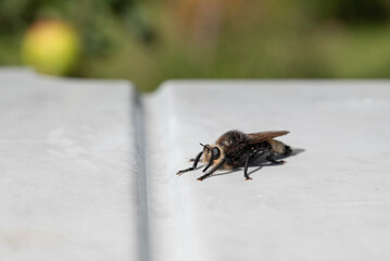 Poster - Diptera Laphria flava Family Asilidae Genus Laphria Bumblebee close-up