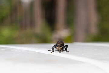 Poster - Diptera Laphria flava Family Asilidae Genus Laphria Bumblebee close-up