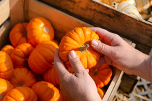 Woman Choosing Pumpkin On A Farmers Market For праздника благодарения. Woman's Hands Hold Ripe Orange Pumpkins.