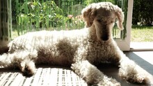 A Large Breed Of Dog With Curly Hair Lies Near The Window On A Sunny Day. The Big Royal Poodle Is Resting. Dog Home Life.