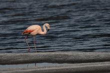 Flamingo Walking In The Salty Lagoon
