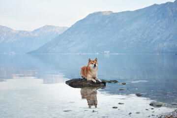 Wall Mural - red dog on stone at sea and mountains. Shiba Inu near the blue water 