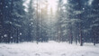 © piggu - blur white snow and pine forest winter background. Christmas and new year backdrop for festive seasonal decoration