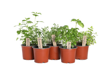 Different aromatic potted herbs isolated on white