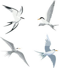 Terns Bird Set, Flying White Bird. Common Tern. Sterna Hirundo. Vector