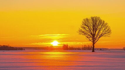 Wall Mural - Snowy landscape timelapse under golden sky. Backlit tree silhouette.