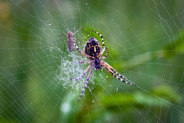 Wall Mural - argiope bruennichi (wasp spider) is a species of orb-web spider distributed throughout central europ