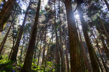 Wall Mural - sunlight flare over the forest
