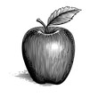 An illustration of an apple with an apple leaf, the vector versions has the leaf, apple and shadow held on different layers for easy of remove or change if required. 