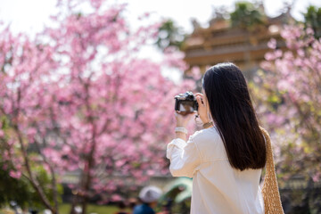 Canvas Print - Travel woman use digital camera to take photo on the sakura tree