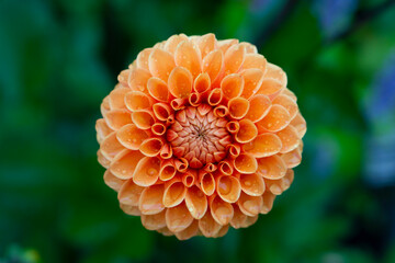 Wall Mural - Bright Orange dahlia in garden. A picture of the beautiful orange dahlia with water drops after the rain in the garder. Pastel orange dahlia close up shot. 