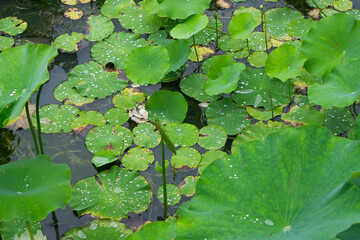 Wall Mural - Green leaf lotus. Lotus (Nelumbo nucifera) pads. Drops of the water on the lotus leaves in the middle of the lake. 