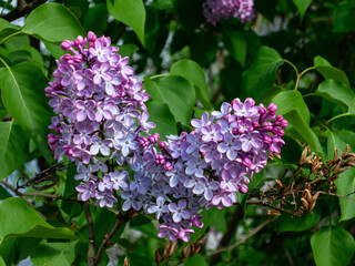 Spring blooming flowers in a garden