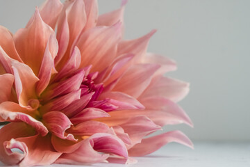 Wall Mural - Pink dahlia flower against gray background.