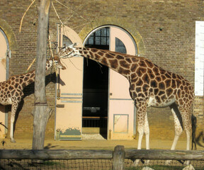 two giraffes at London Zoo.