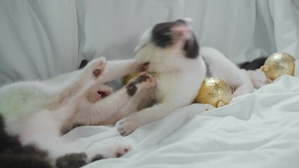 Wall Mural - Concept pets celebrate Christmas and New Year. Two cats are lying on the bed on a white sheet and playing next to golden shiny Christmas balls. Adorable gray kittens are fighting while playing