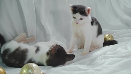 Wall Mural - Concept pets celebrate Christmas and New Year. Two cats are lying on the bed on a white sheet and playing next to golden shiny Christmas balls. Adorable gray kittens are fighting while playing