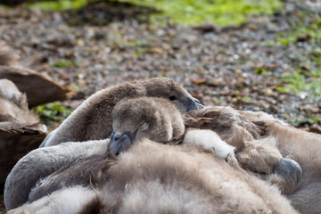 Poster - close up of cygnet mute swans asleep on the beach