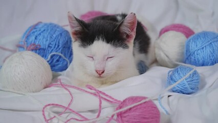 Canvas Print - One gray and white kitten is lying on a white sheet on the bed at home among wool balls. Pink and blue threads. The concept of pets. The playful cat got tired of playing and lay down to rest