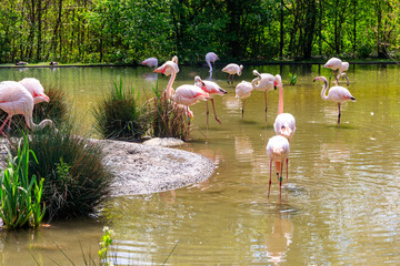 Wall Mural - Flock of lesser flamingos (Phoenicoparrus minor) in a lake