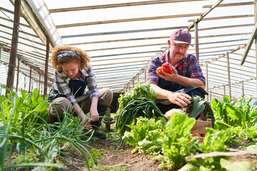 Mature farmers harvesting fresh organic vegetables in farm