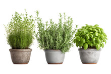 Green Herbs In Pots On A Transparent Background
