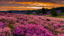 Blooming Heather Fields, Purple Pink Heather In Bloom, Blooming Heater On The Posbank, Netherlands. Holland Nationaal Park Veluwezoom During Sunset