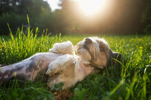 Happy Lap Dog Lying Nn Back In Grass At Sunset. Playful Cute Terrier Enjoying Summer Day At Garden..