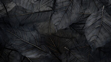 Macro Shot Detail Of Black Leaves Texture, Veins On The Leaf Surface