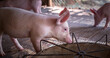 A portrait of a cute small piglet is standing on the farm.Pig Breeding farm in swine business in tidy and  indoor