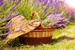 Basket with lavender flowers and straw hat on flower field in summer