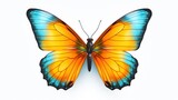 Fototapeta  - butterfly isolated on a white background