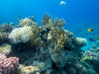 Unusually beautiful corals at the bottom of the Red Sea. Fabulous coral reef.