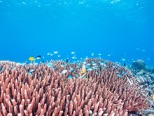 素晴らしいサンゴ礁の美しいデバスズメダイ（スズメダイ科）の群れ他。

日本国沖縄県島尻郡座間味村座間味島から渡し船で渡る嘉比島のビーチにて。
2022年11月23日水中撮影。
