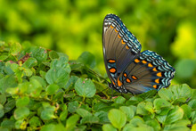 Red-spotted Purple Admiral Butterfly