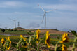 windmills in a large field of sunflowers