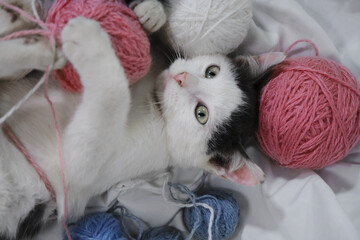 Wall Mural - Cozy home background with a pet. A charming cute gray and white kitten lies on a white sheet on the bed and plays with multicolored wool balls of thread. The house cat is resting.