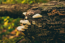 Mushrooms Growing On A Log