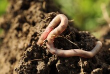 One Worm Crawling In Wet Soil On Sunny Day, Closeup